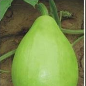 சுரைக்காய்